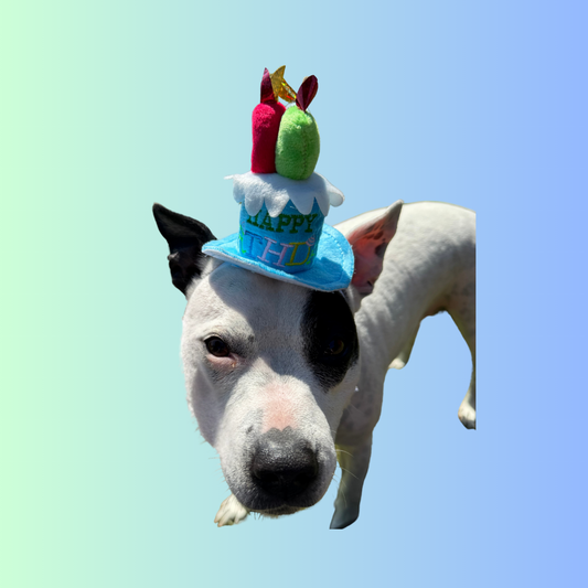 Happy Birthday - Dog